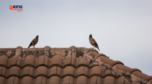 Bird-Protection-For-Residential-Use