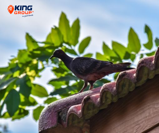 Birdproofing Birdproofing