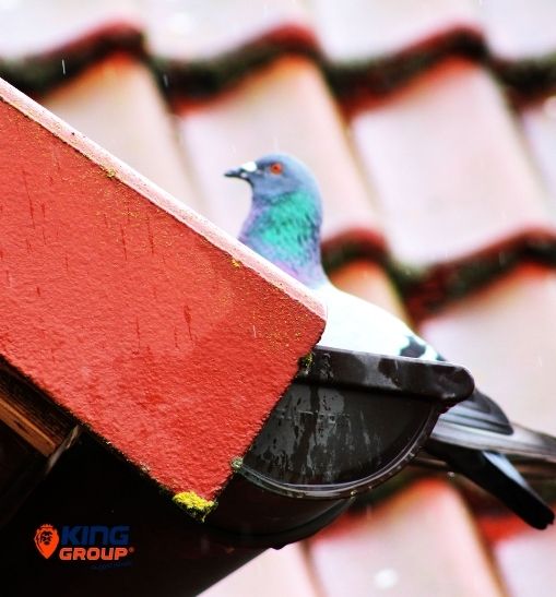 Stop-Birds-To-Enter-The-Roofs-Gutters Stop-Birds-To-Enter-The-Roofs-Gutters