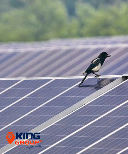 bird-proofing-on-solar-panel bird-proofing-on-solar-panel